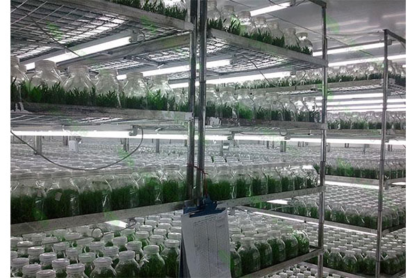 植物樱桃视频下载黄室