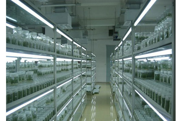植物樱桃视频下载黄室