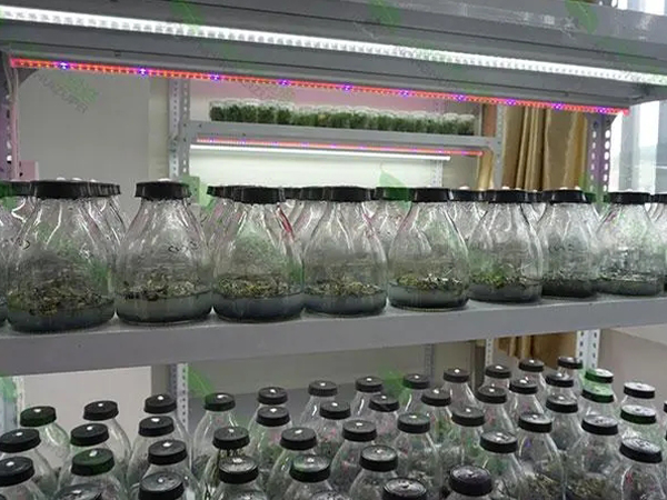 樱桃视频下载黄架